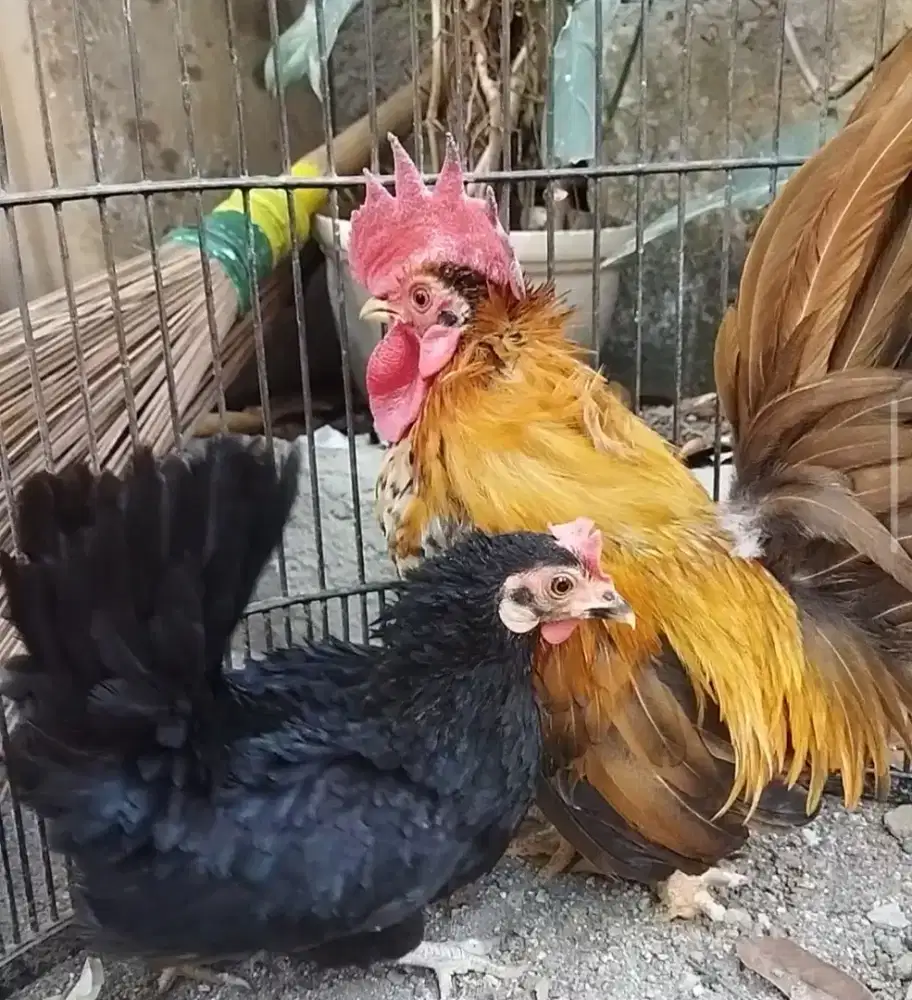 Ayam kate sepasang pro