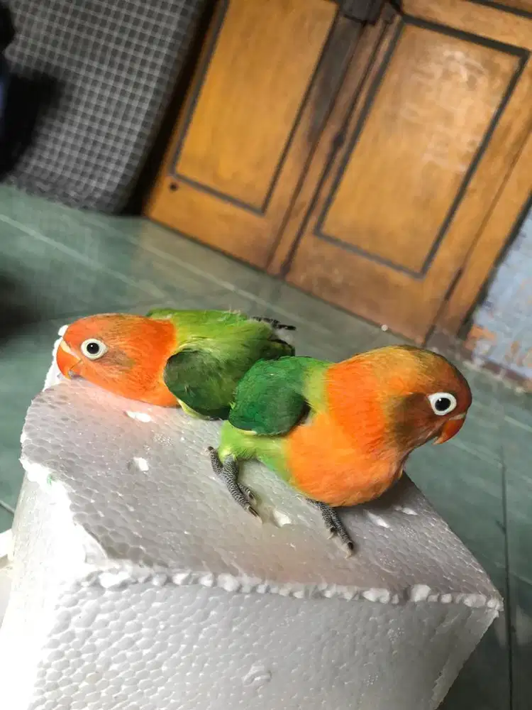 Lovebird Biola Green