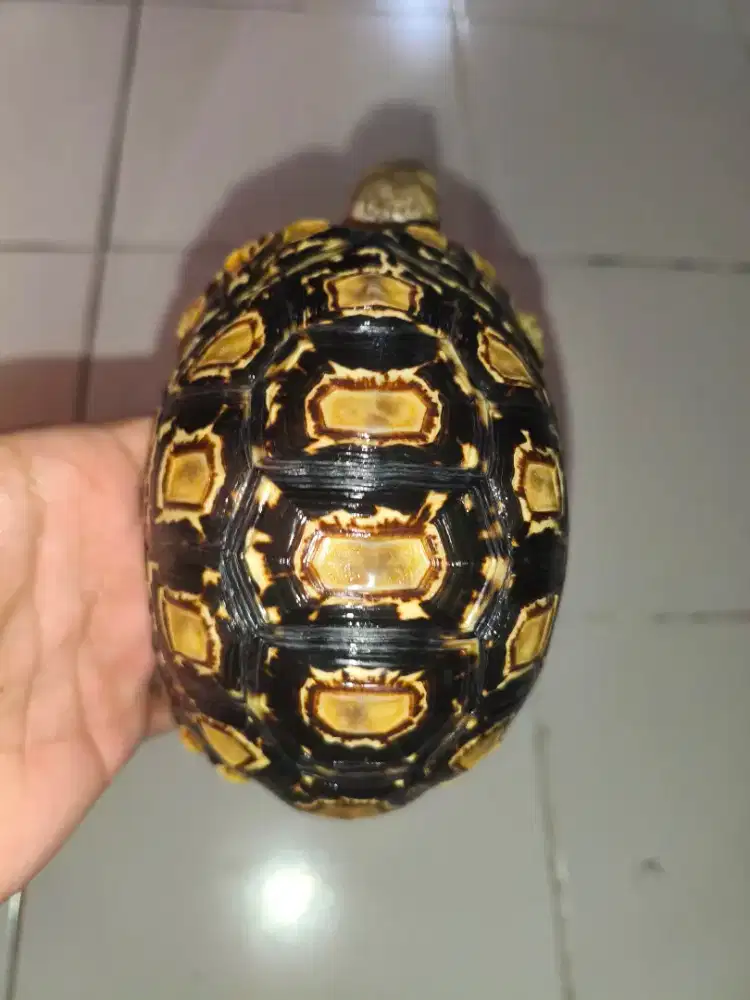 Kura kura Pardalis