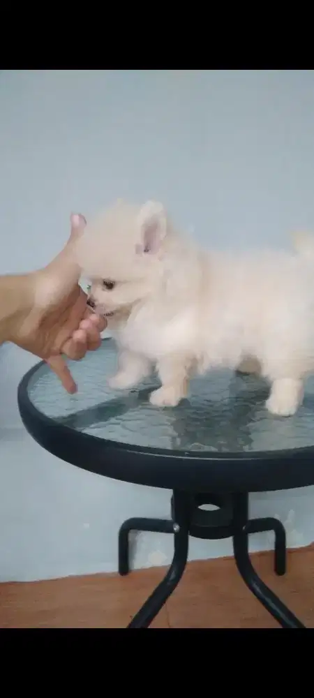 Minipom snow white