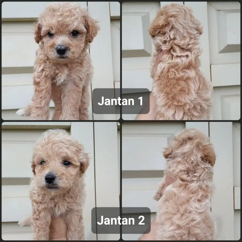 Anjing Tinny poodle