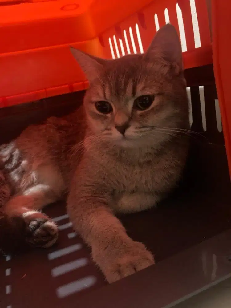 kucing betina bsh