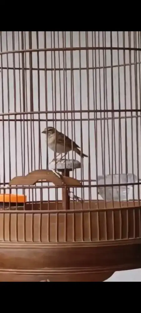 Branjangan short toed lark baru rapih mabung udah bunyi lagi..