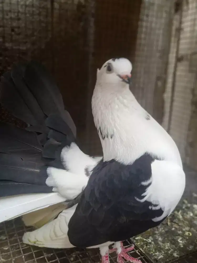 Merpati Hias ketekan tangan
