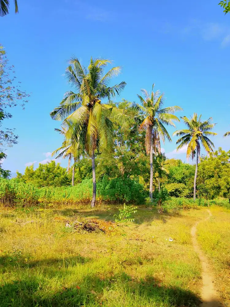 Lahan Pinggir Pantai Pasir Putih Lombok