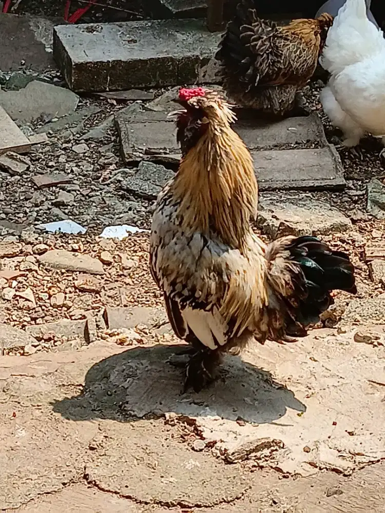 Ayam hias jantan