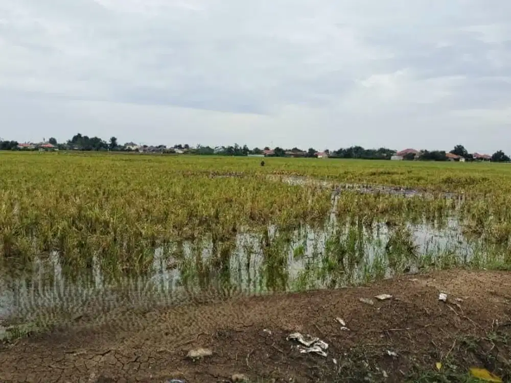 5 Hektare di Karang Anyar Subang! Lahan Premium untuk Industri & Investasi