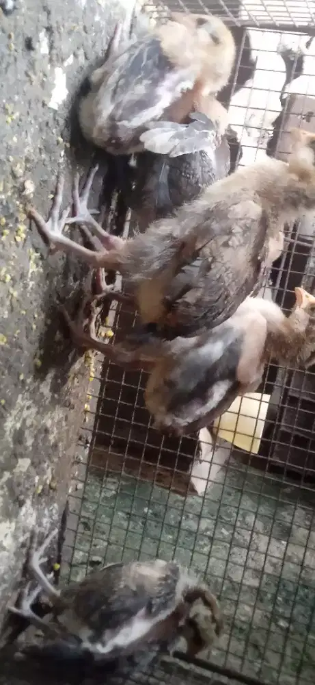 Ayam Pelung anakan