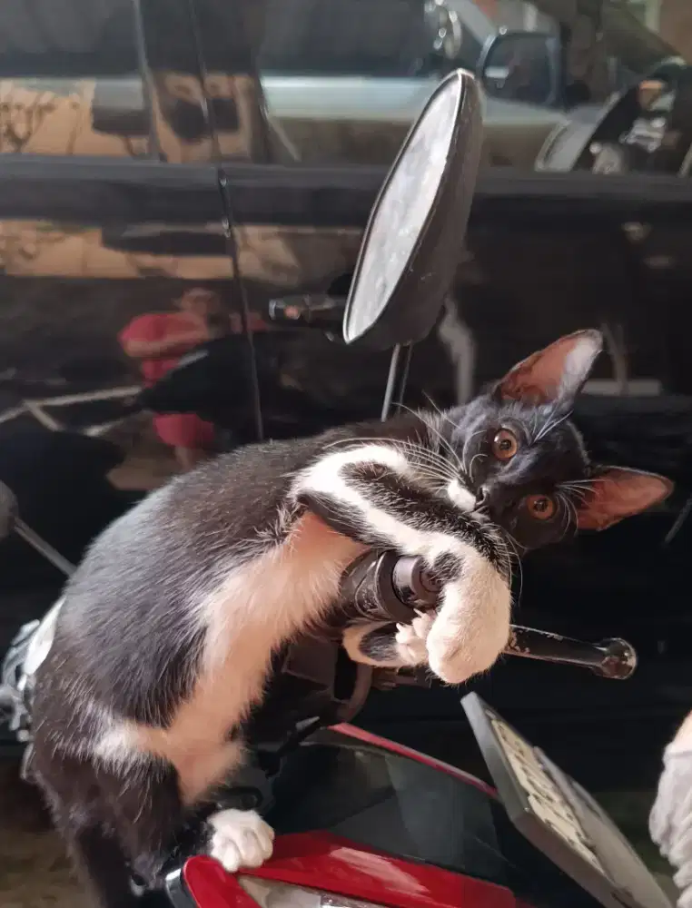 Kucing Gratis (baca deskripsi yaa)