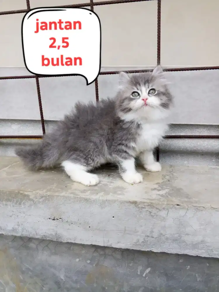 Kucing Persia longhair