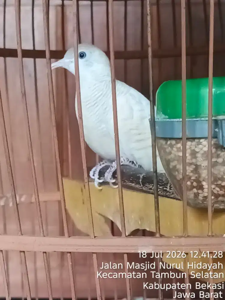 Perkutut Putih cetrekan