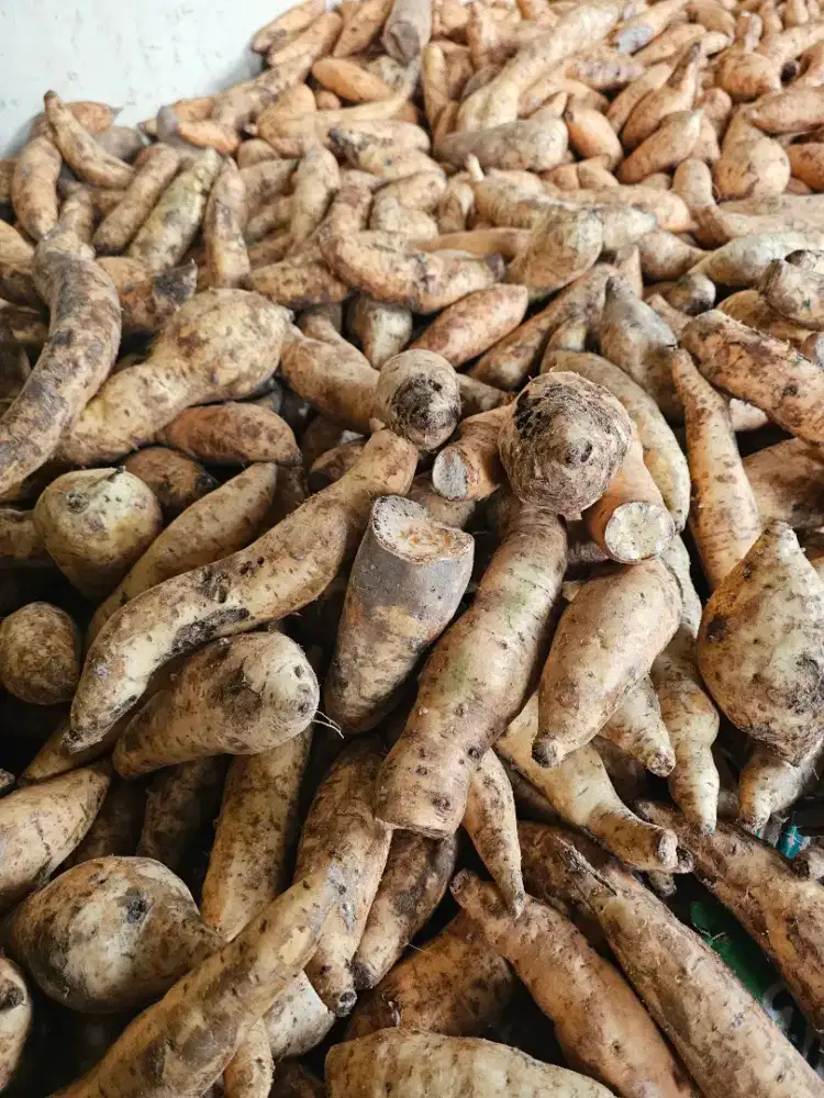Penjaga Ubi Cilembu sawangan