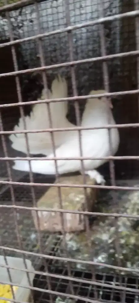 Merpati Hias Cewean (Lenjeh)