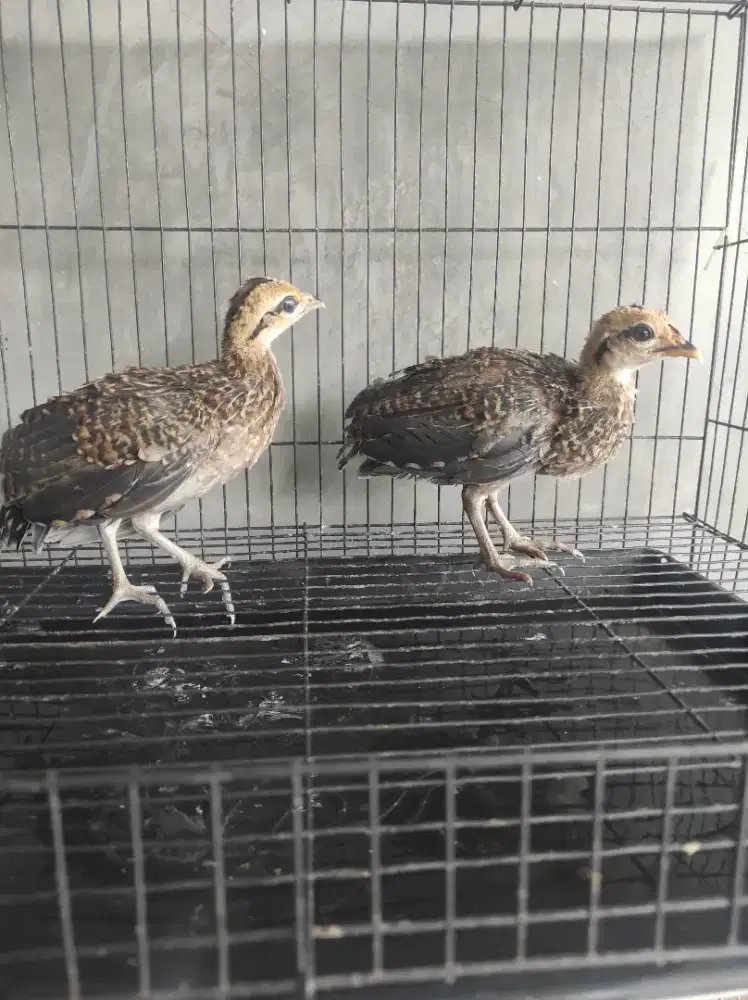 Ayam hutan hijau anak