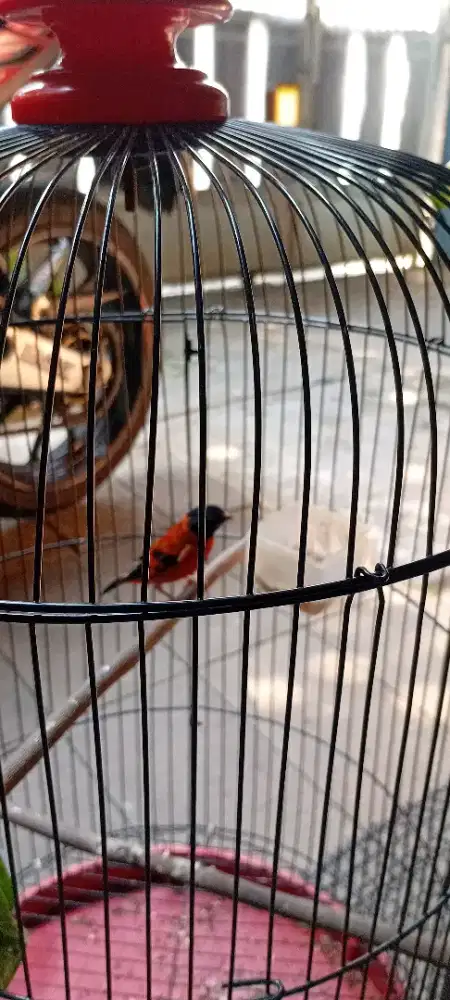 Pastol Red siskin clasik