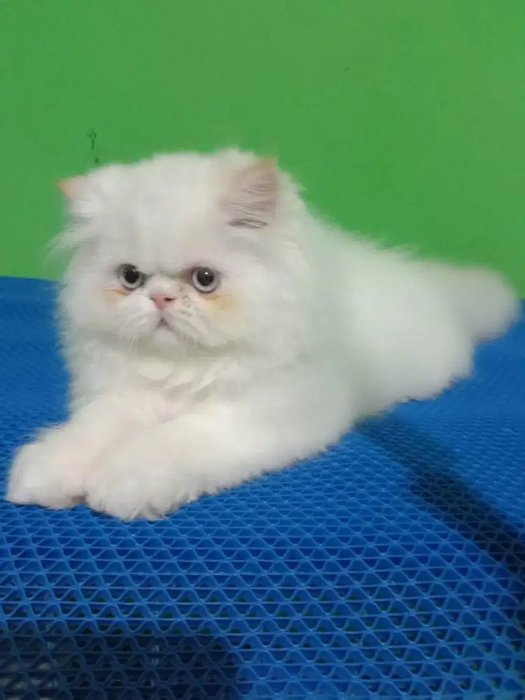 Kitten peaknose