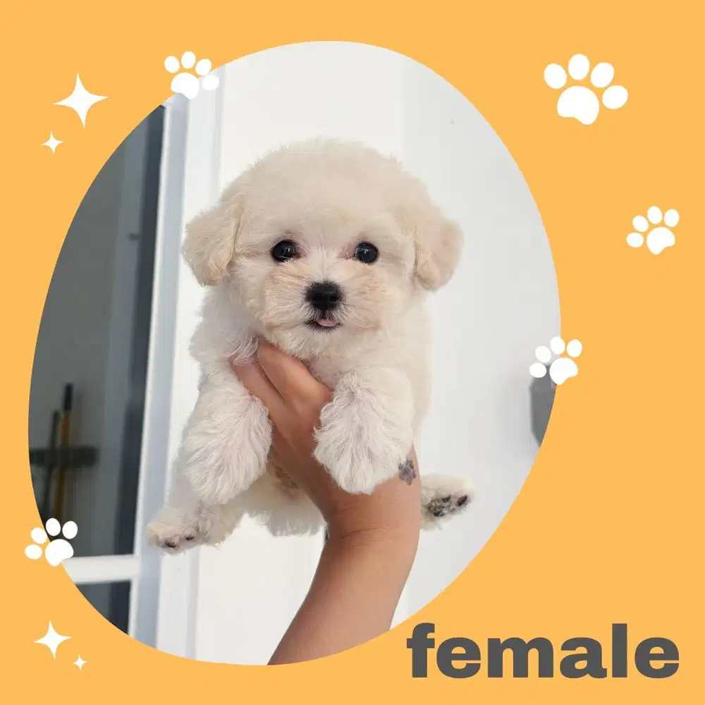 Poodle white murah