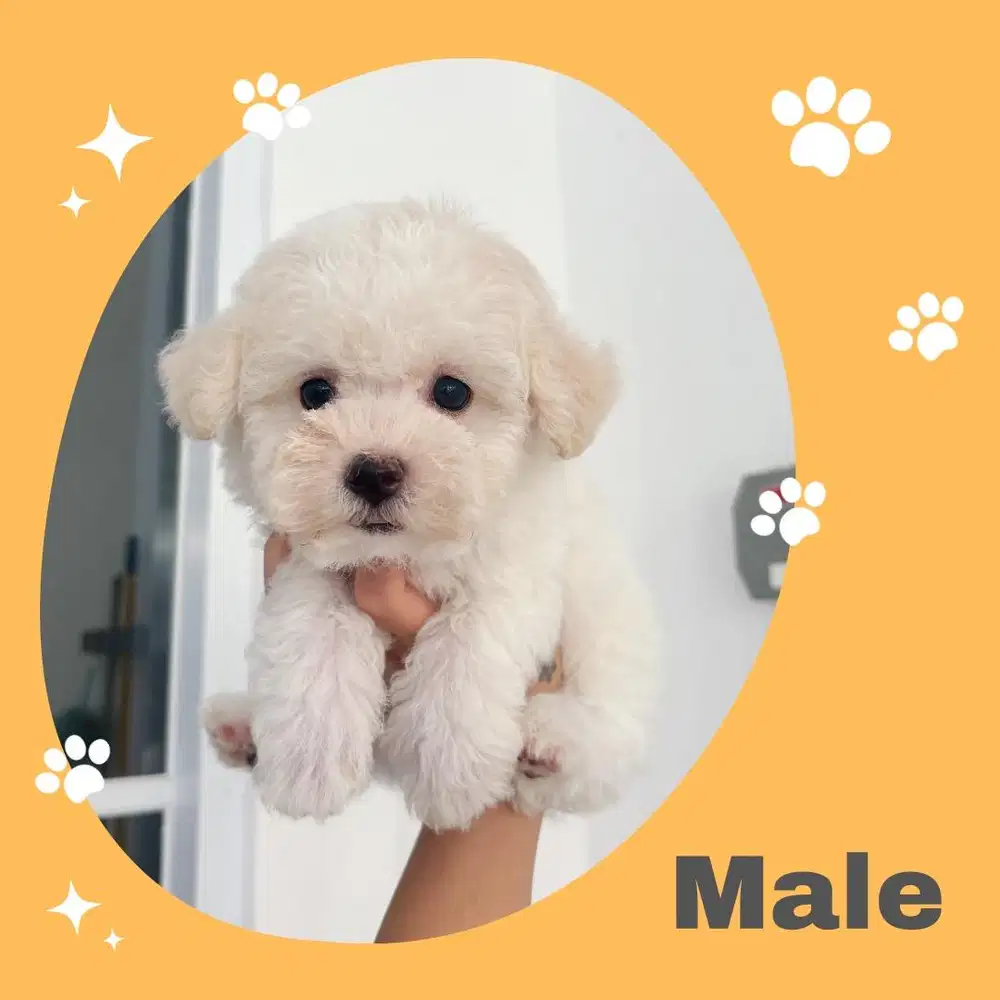 White poodle murah
