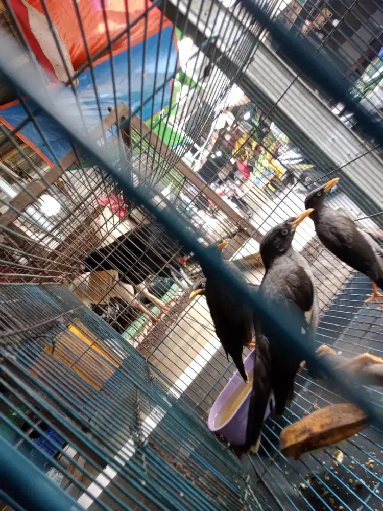Burung jalak hitam