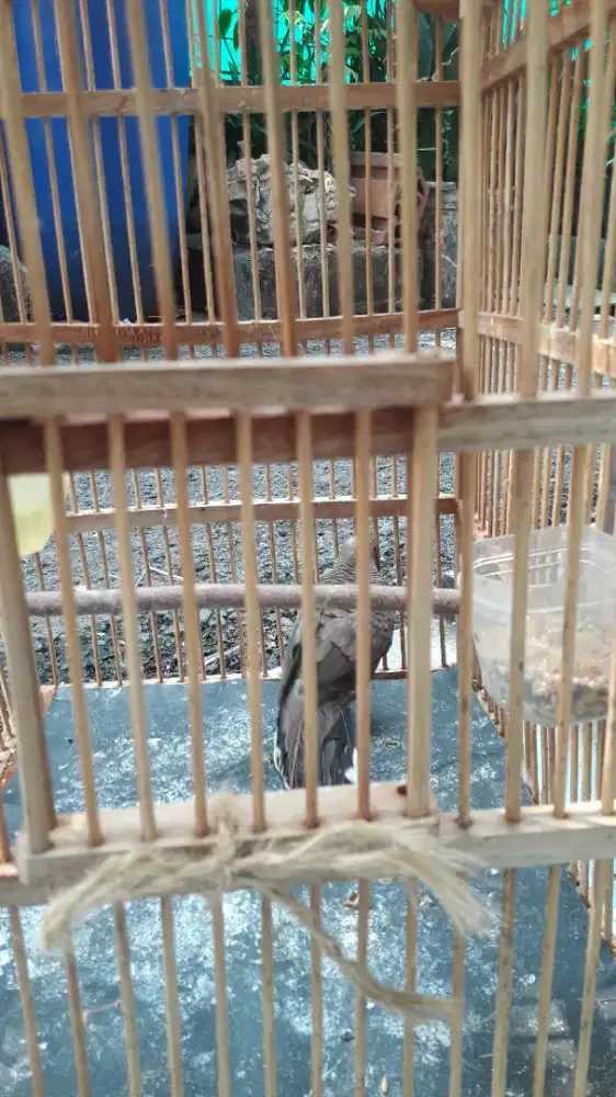 Burung perkutut jual çepat+kandang