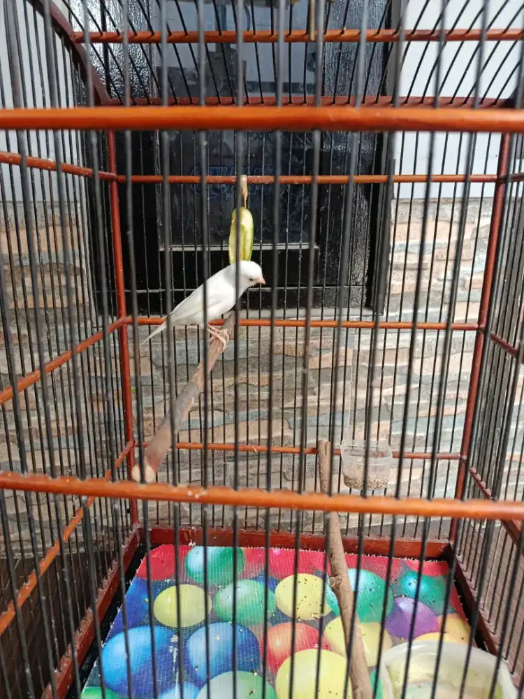 Kenari Pocong Polos Bersih