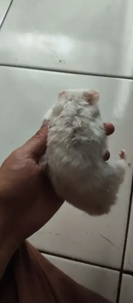 Jual hamster syrian