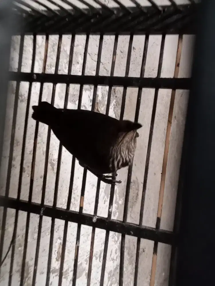 Burung cucak keling