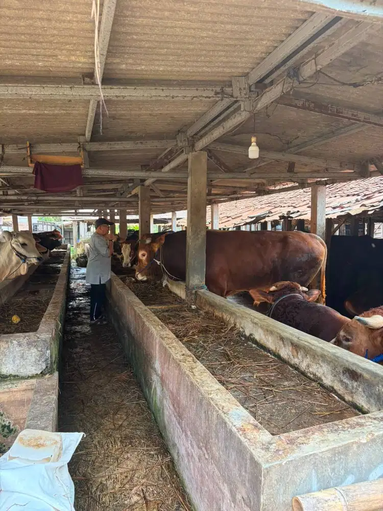 DIJUAL TANAH DAN BANGUNAN KANDANG SAPI + PABRIK TAHU