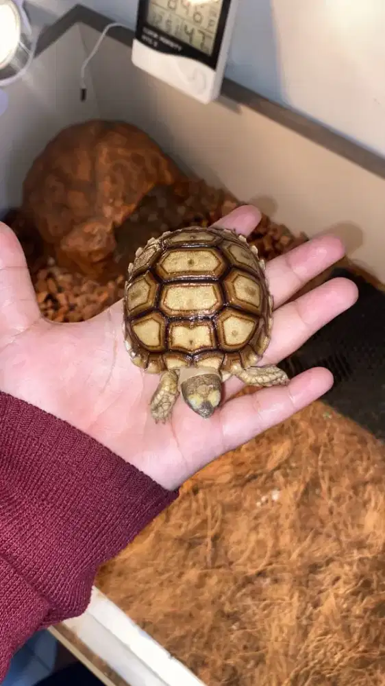 KURA DARAT SULCATA 7CM FULL SET