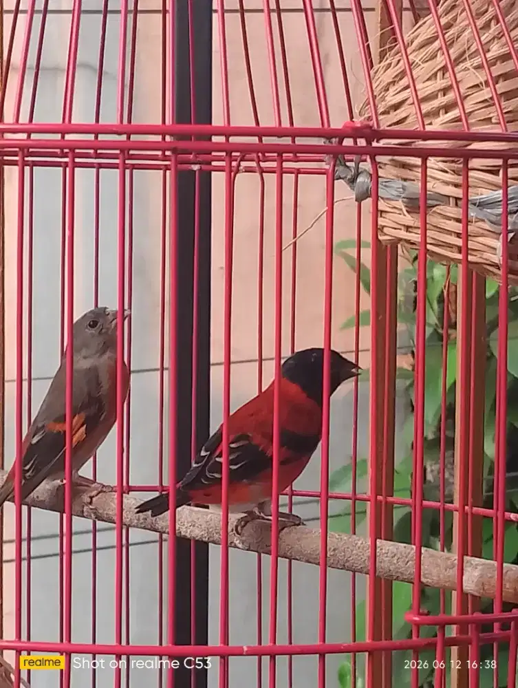Burung Red siskin Clasik produksi jamin  gacor