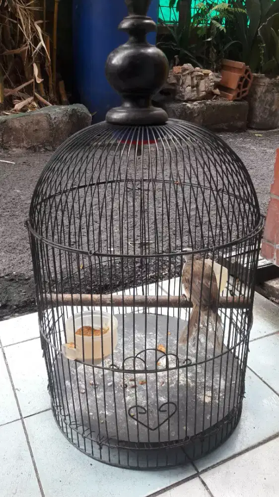 Burung trucukan rajin+kandang