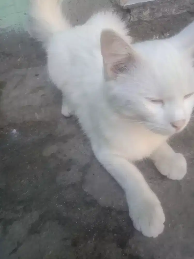 Kucing  anggora menurut