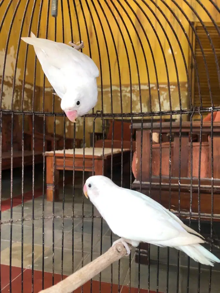 Lovebird anakan