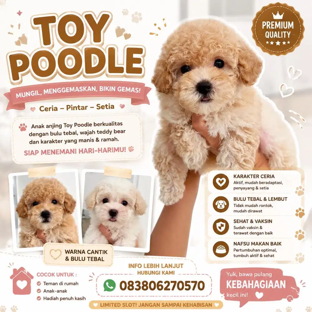 Poodle murah female