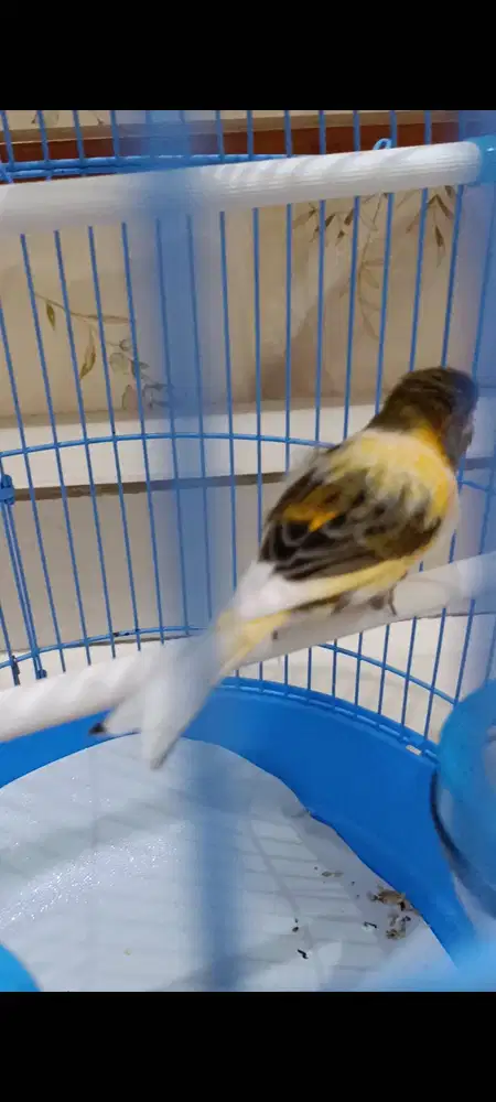 burung kenari jantan di Medan