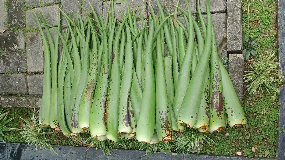 Pelepah Lidah Buaya