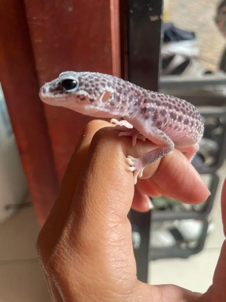Gecko Reptile..