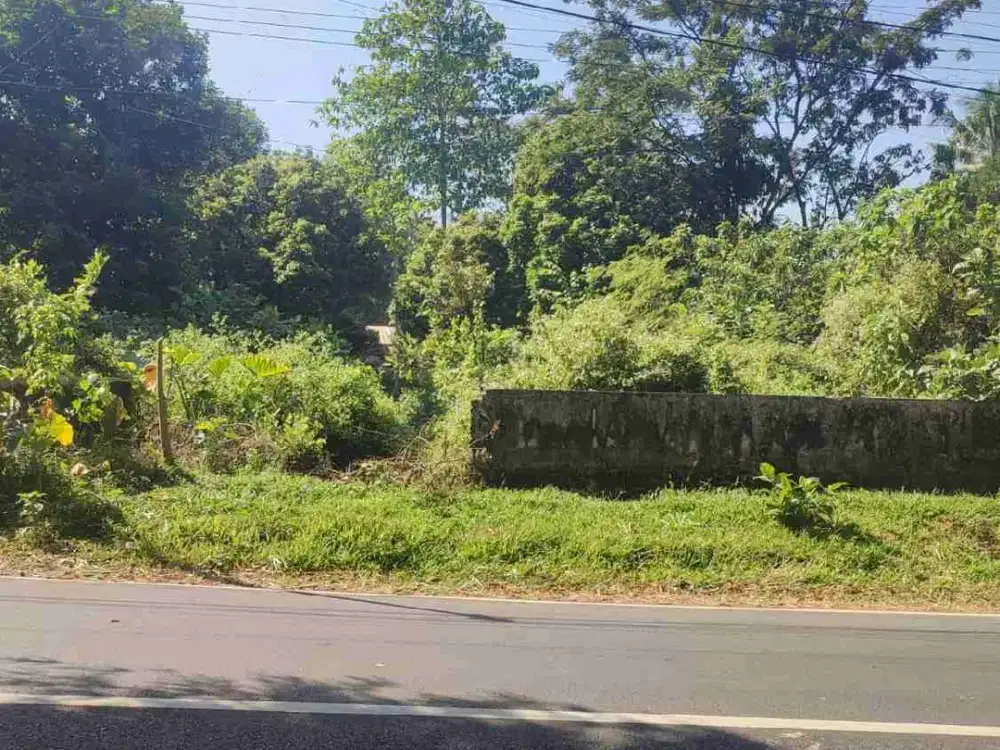Dijual tanah di Kalisat Jember
