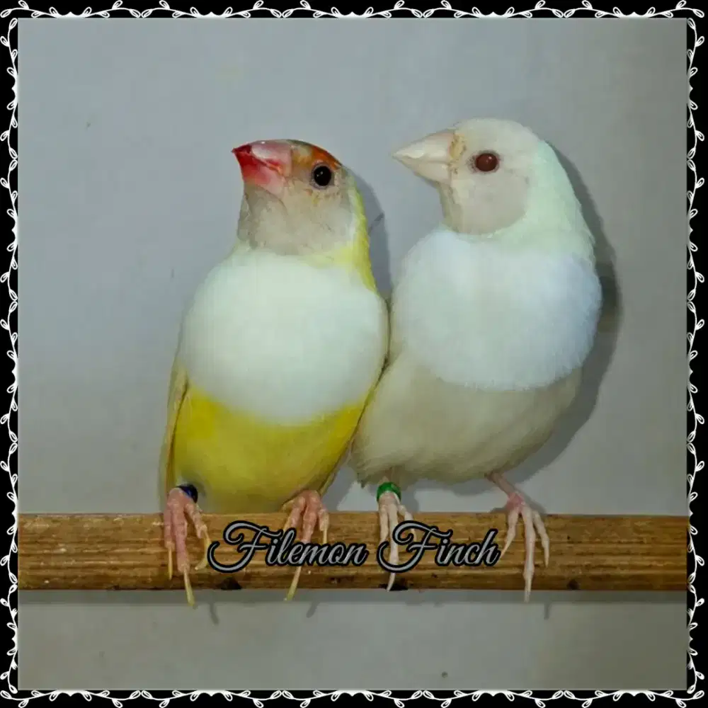 Burung Hias Gould Amadine