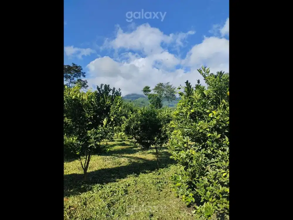 Tanah 976 m2 View Bagus Daerah Dau Malang GMK04110