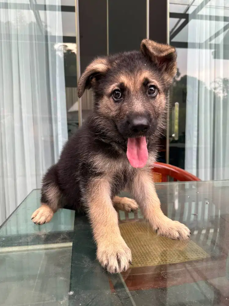 German Shepherd