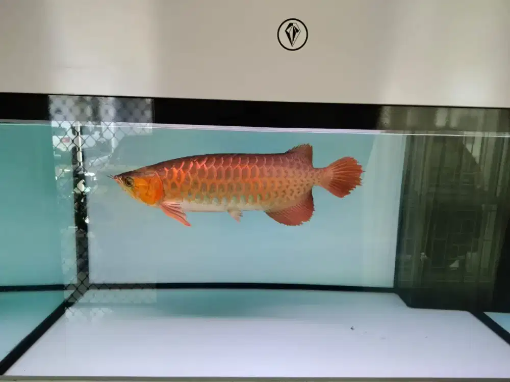 Jual ikan Arwana Super Red lengkap Sertifikat & Chip 100% asli SR
