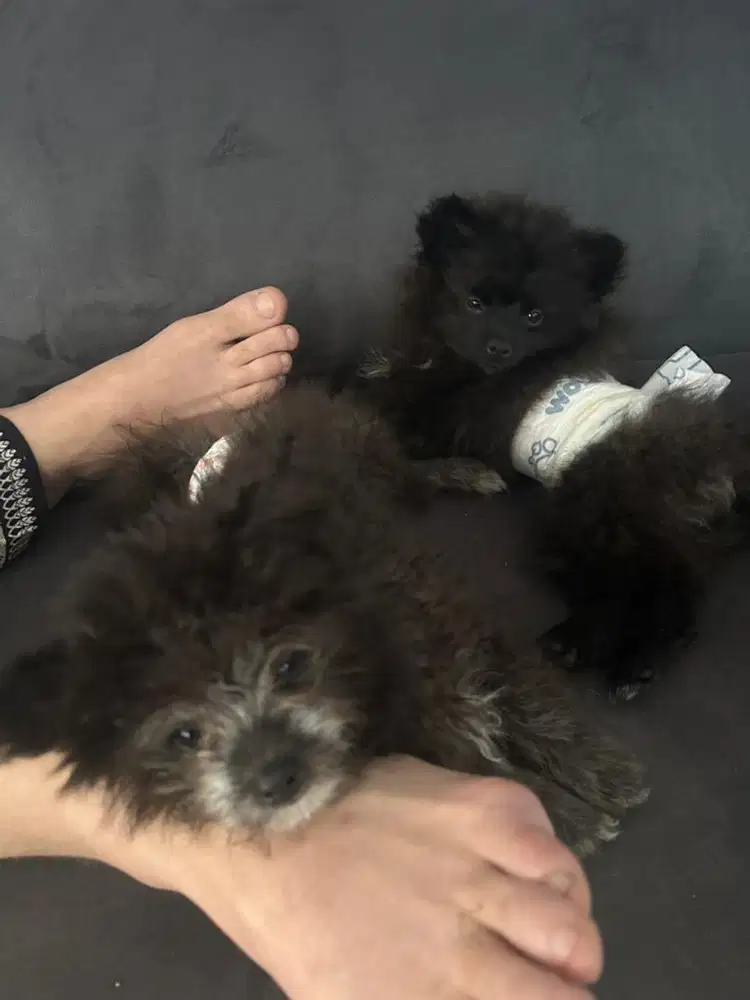 Anak anjing minipom dan puddle