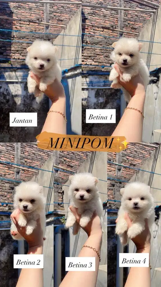 Jual minipom jantan dan betina