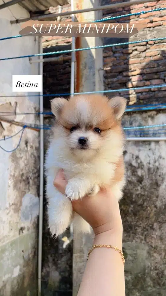 Jual superminipom betina