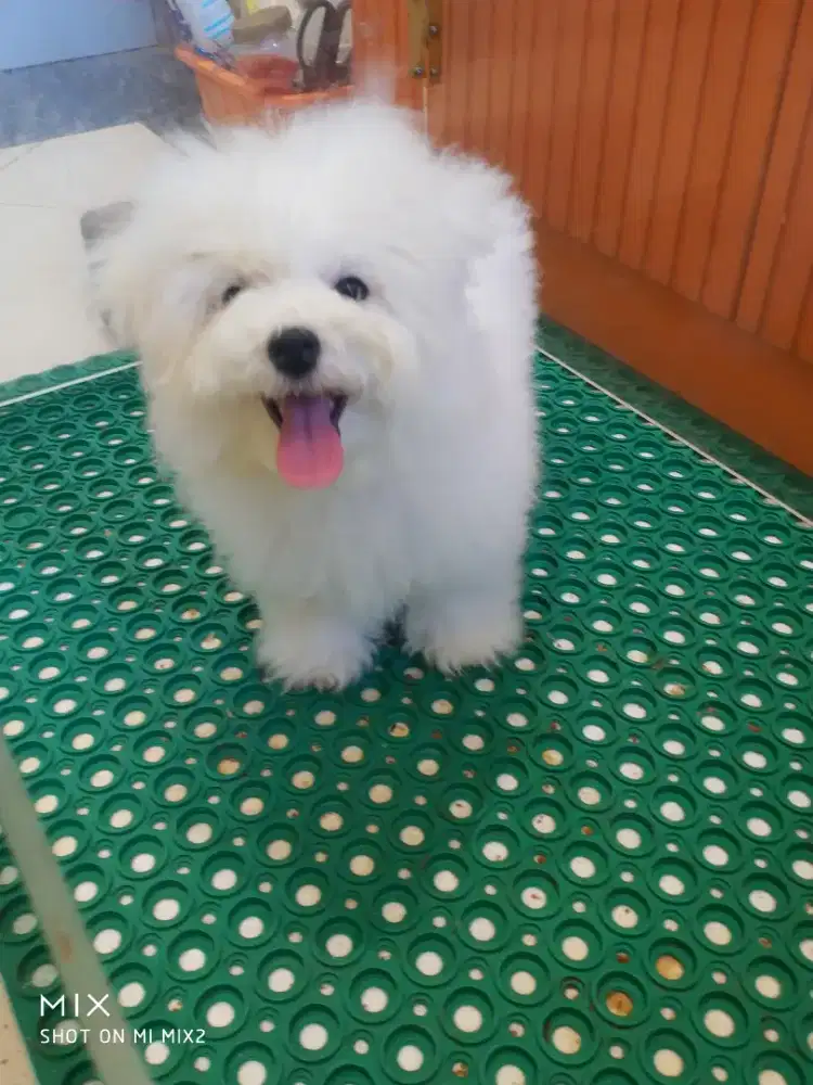 Mini Bichon frise betina Super Quality