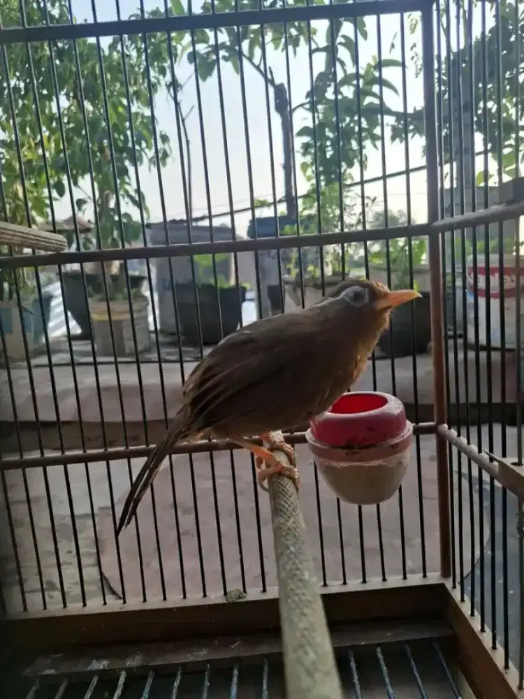 Wambi jantan MH gacor rawatan lama