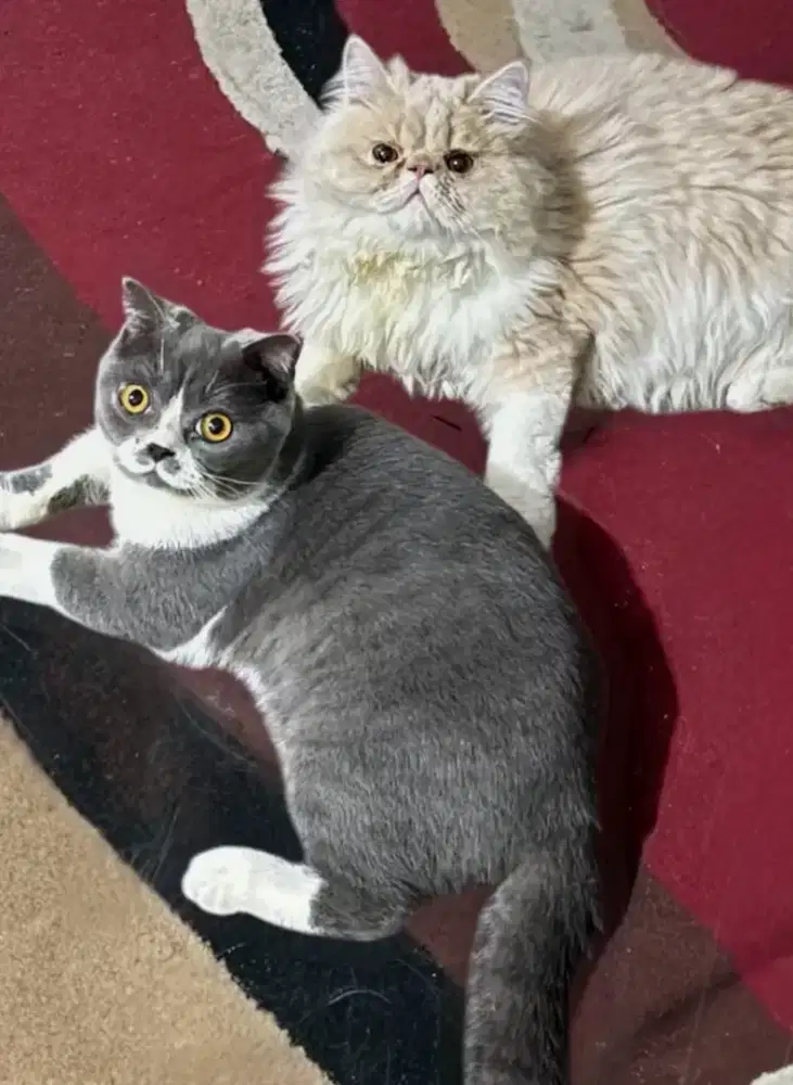 Dijual Kucing BRITISH SHORT HAIR dan PEAK NOSE usia 14 bulan