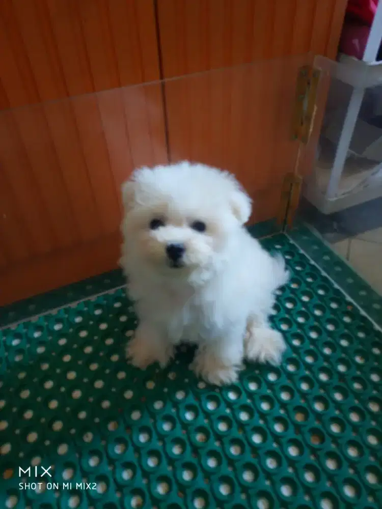 Mini Bichon Betina Puppy