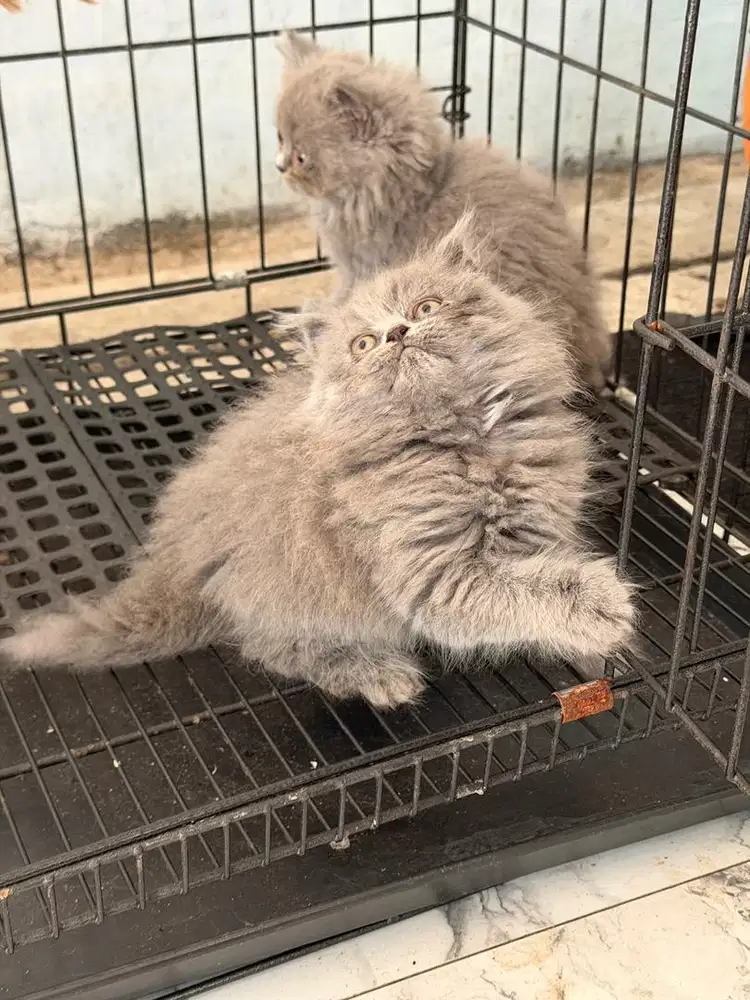 British longhair